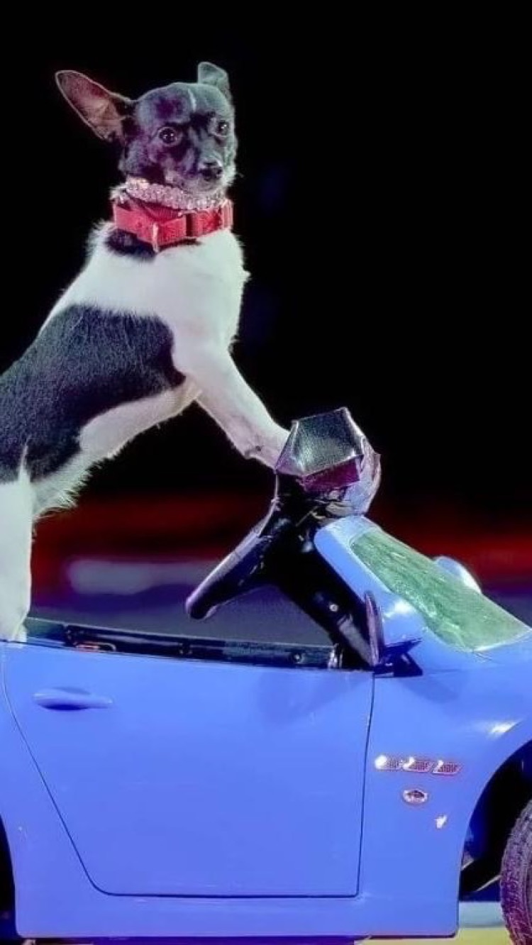 Puppy Pals Live!